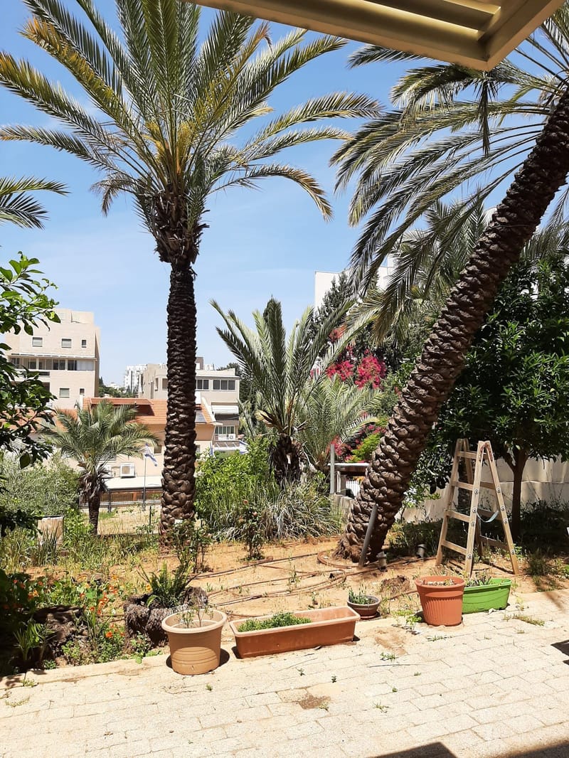 תמונה מיד2 – 2 חדרים • 3,800 ₪, ארלוזורוב 31, שעריים, רחובות (1)