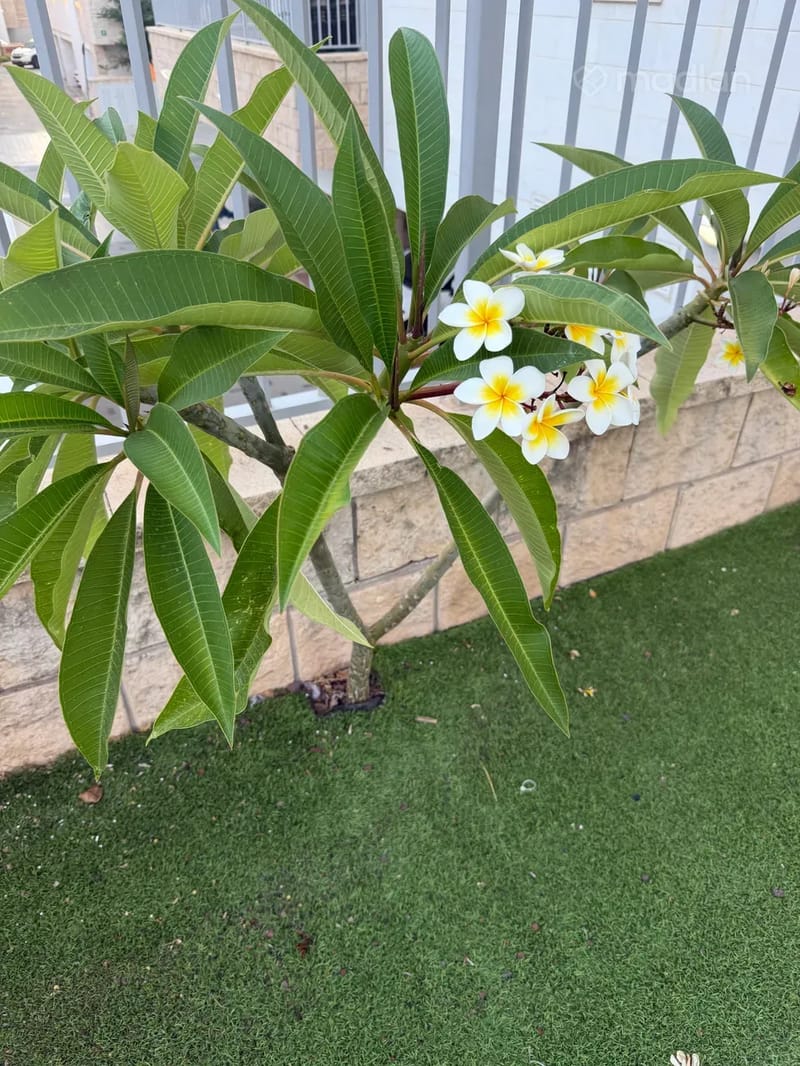 תמונה ממדלן – 5 חדרים • 11,200 ₪, שיינפיין 1, השכונה הירוקה (כ״ס/80), כפר סבא (1)